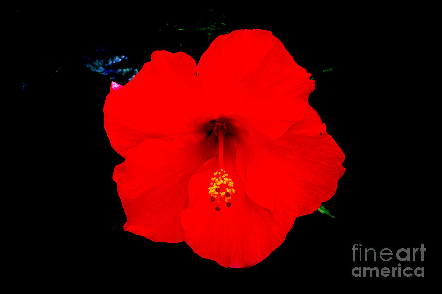 Stunning Red Hibiscus Photograph by Beverly Guilliams