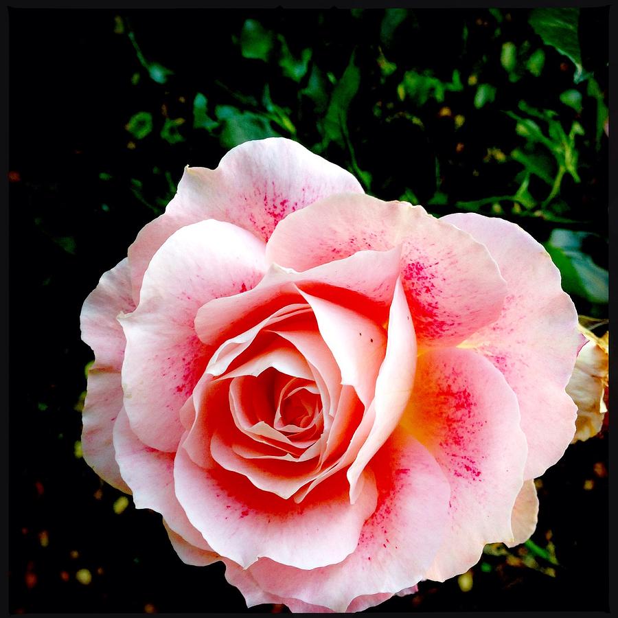 Stunning rose Photograph by Liz Tarma - Fine Art America