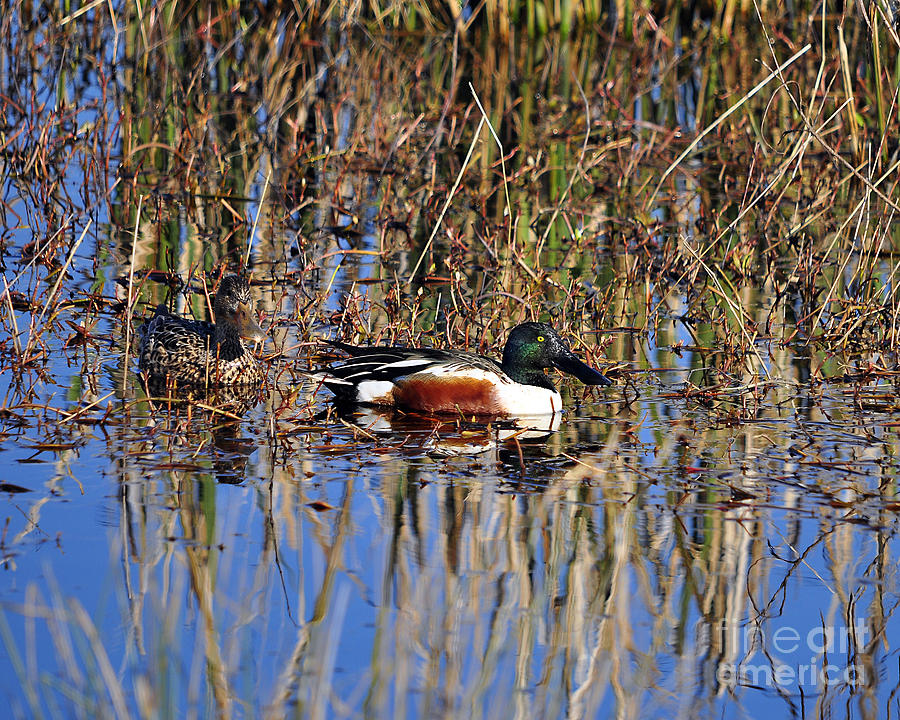 Duck Photograph - Stunning Shovelers by Al Powell Photography USA