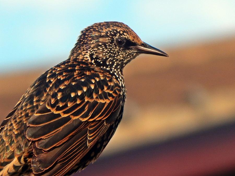 Bird Photograph - Stunning Starling  by Maria Lamb