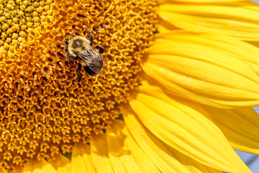 Up Movie Photograph - Stunning Sunflower with Bee by Laura Duhaime