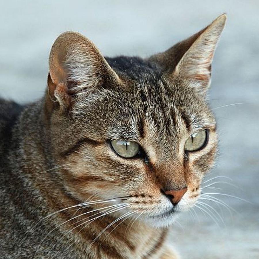 Stunning Tabby Cat Close Up Portrait Photograph by Taiche Acrylic Art ...