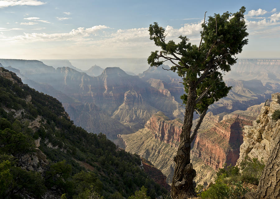 Stunted pine North Rim Grand Canyon  Photograph by Gary Eason