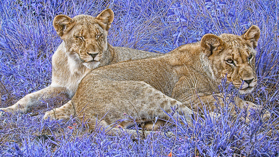 Styled Environment- Modern Lionesses  Photograph by Douglas Barnard