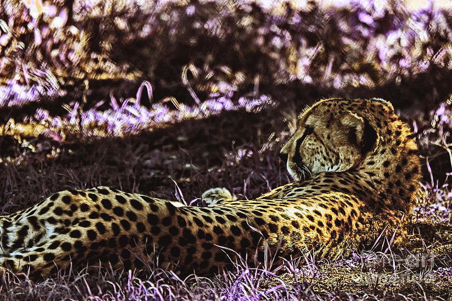 Styled Environment-The Modern Trendy Cheetah Photograph by Douglas Barnard