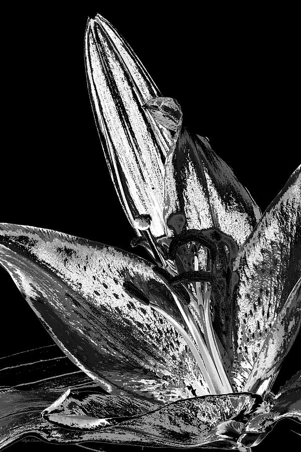 Stylized Black And White Lily Photograph by Phyllis Denton