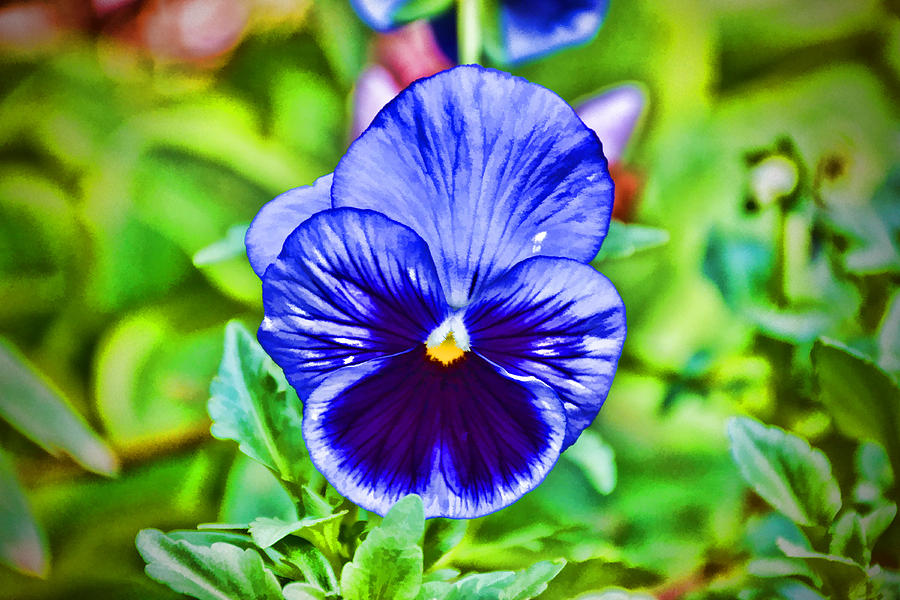 Stylized Blue Pansy Photograph by Jeanne May