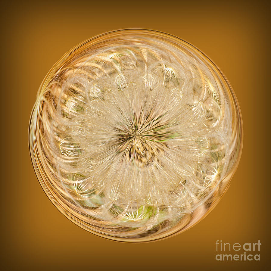 Stylized Dandelion Photograph by Bob and Nancy Kendrick