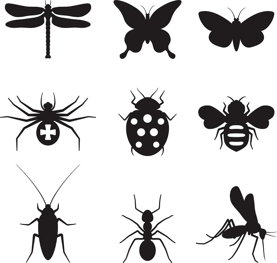 Stylized insects black and white royalty free vector icon set Drawing by Bubaone