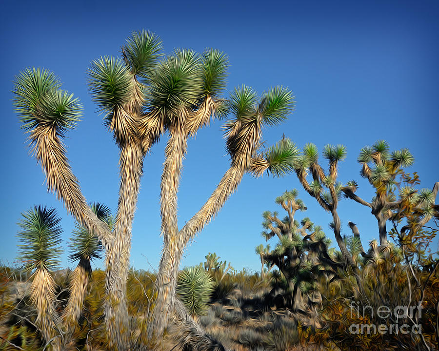 Joshua Trees of Arizona Photograph by Martin Konopacki