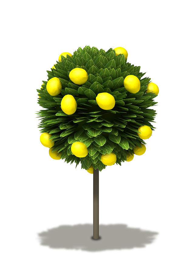 Lemon Digital Art - Stylized Lemon Tree by Allan Swart