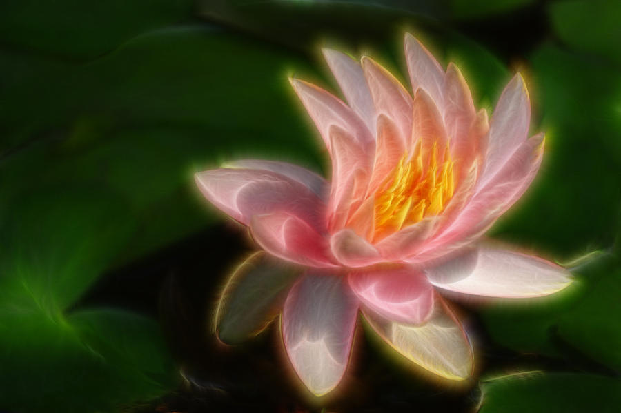 Stylized Pink Water Lily Digital Art by Linda Phelps