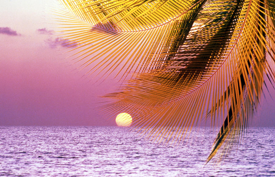 Sunset Photograph - Stylized Tropical Scene With Violet by Panoramic Images