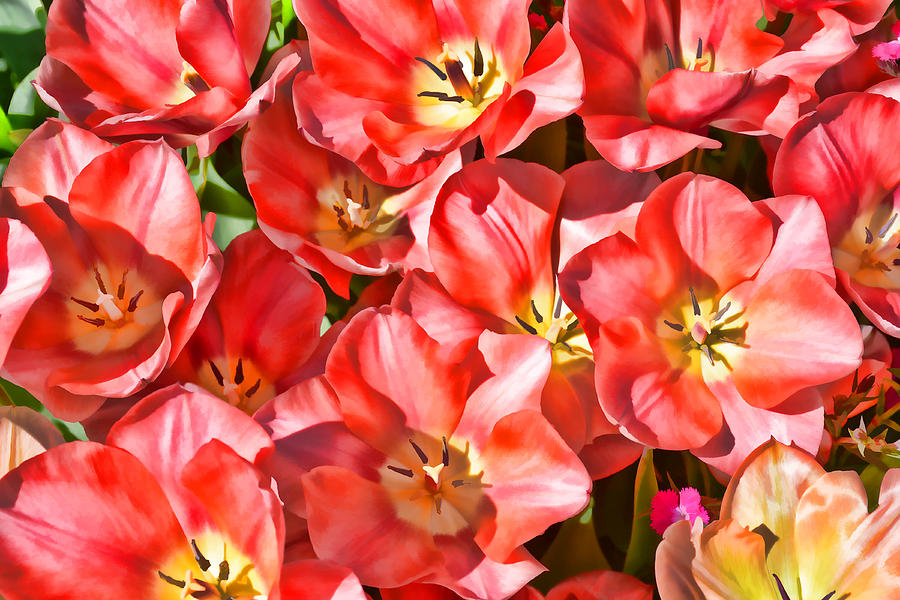 Stylized Tulips  Photograph by Jeanne May