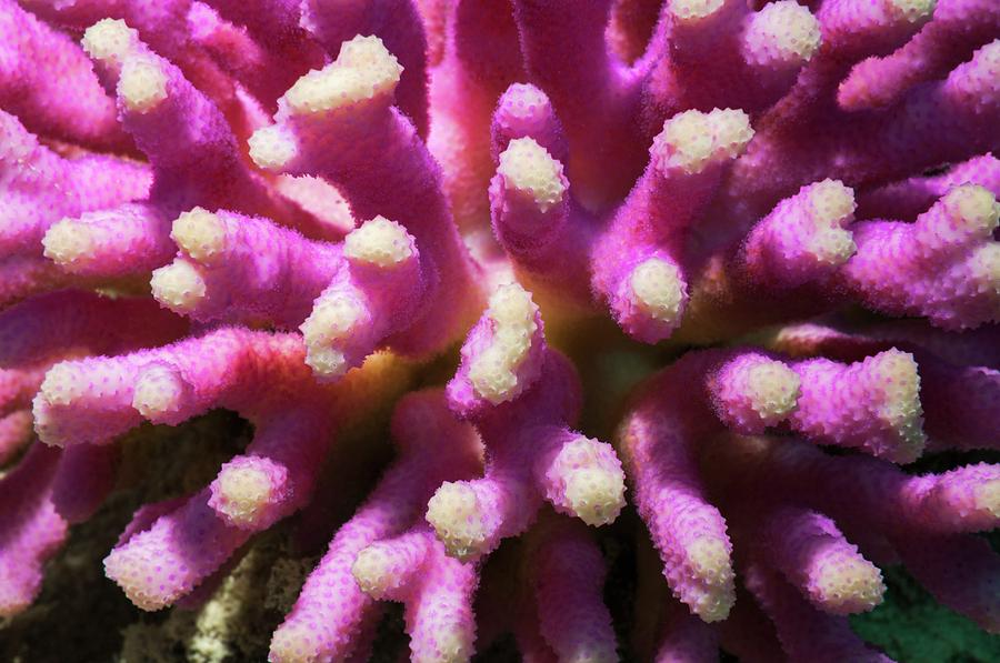 Stylophora Coral Photograph by Georgette Douwma - Fine Art America