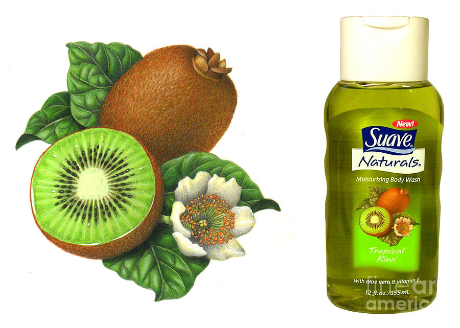 Kiwi Painting - Suave Tropical Kiwi Illustration by Douglas Schneider Kiwi Painting - Suave Tropical Kiwi Illustration by Douglas Schneider