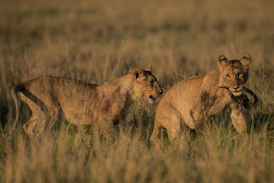 Sub-adult Lion Cubs Playing With A Photograph by Manoj Shah