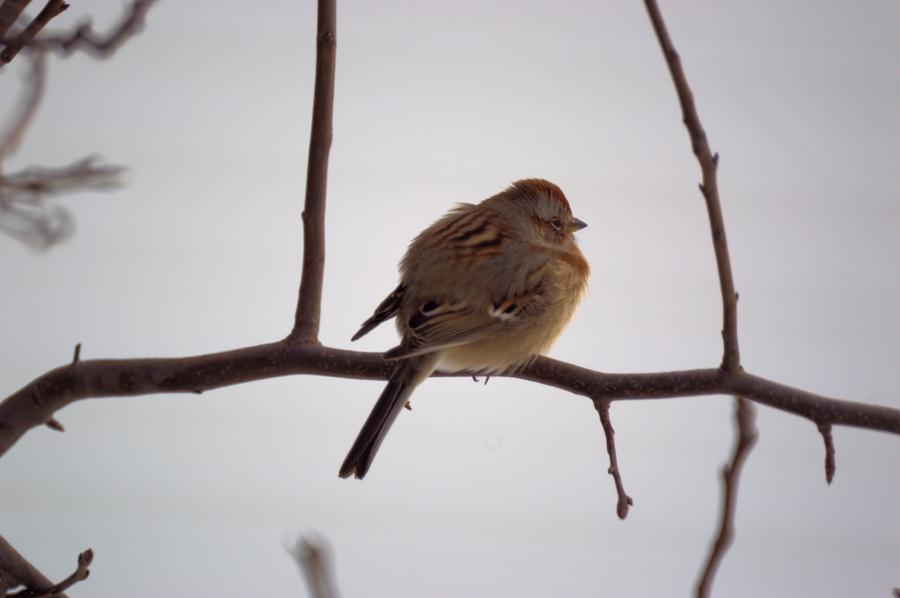 Sub Zero Sparrow Photograph by Bonfire Photography