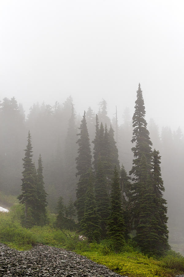 Subalpine Firs in the Fog Photograph by Michael Russell