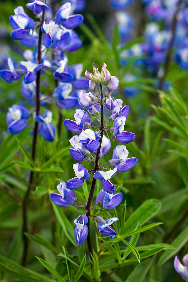 Subalpine Lupines Lupinus arcticus  Photograph by Michael Russell