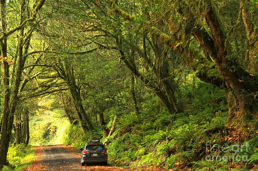 Subaru In The Rainforest Photograph by Adam Jewell