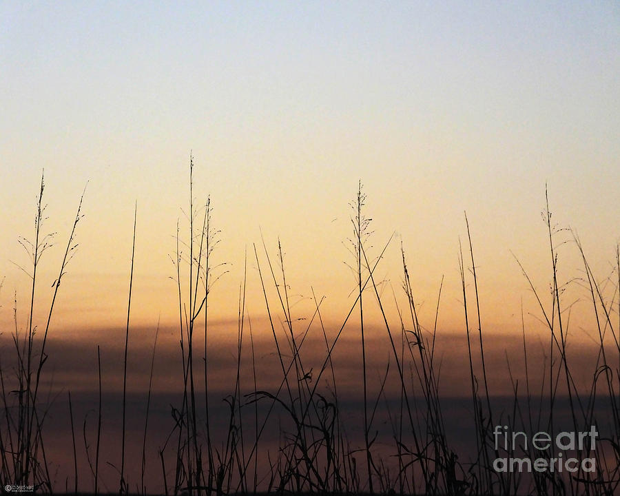 Subdued Sunst Lacassine NWR Photograph by Lizi Beard-Ward