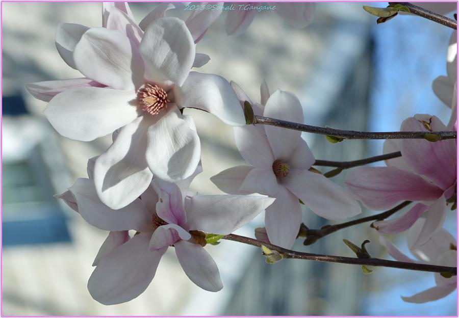 Sublime Magnolia Photograph by Sonali Gangane