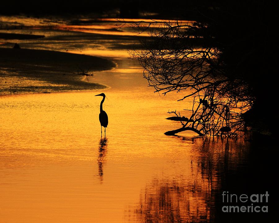 Heron Photograph - Sublime Silhouette by Al Powell Photography USA