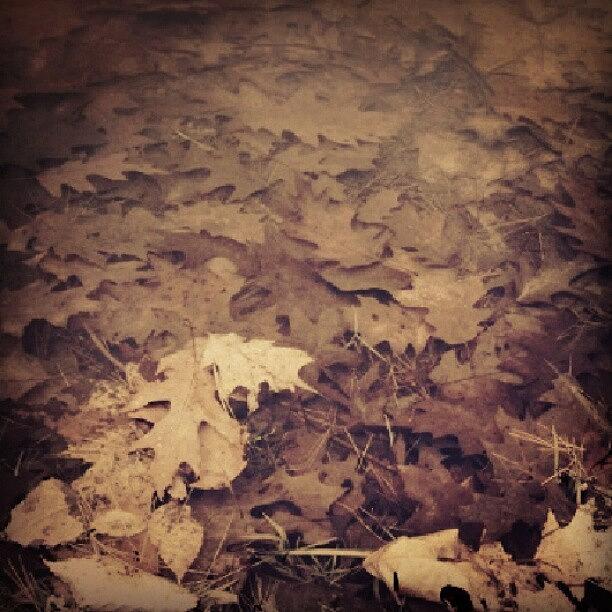 Submerged Leaves Photograph by Tyler Foran