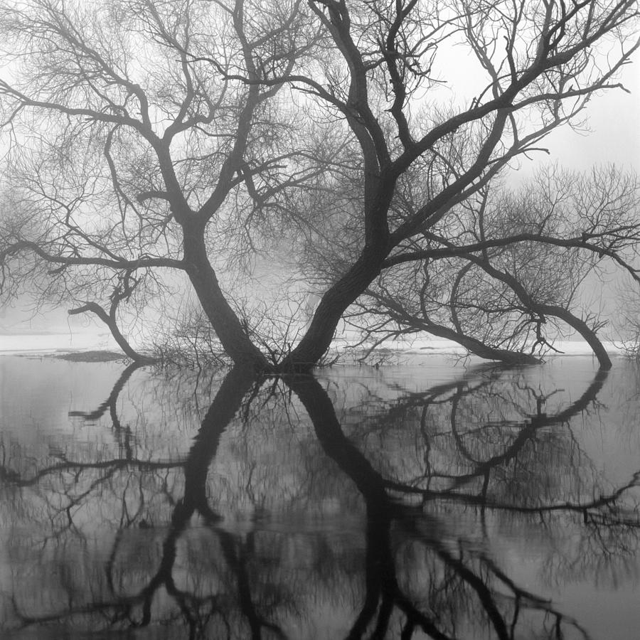 Submerged tree Photograph by Yuri Matte - Pixels