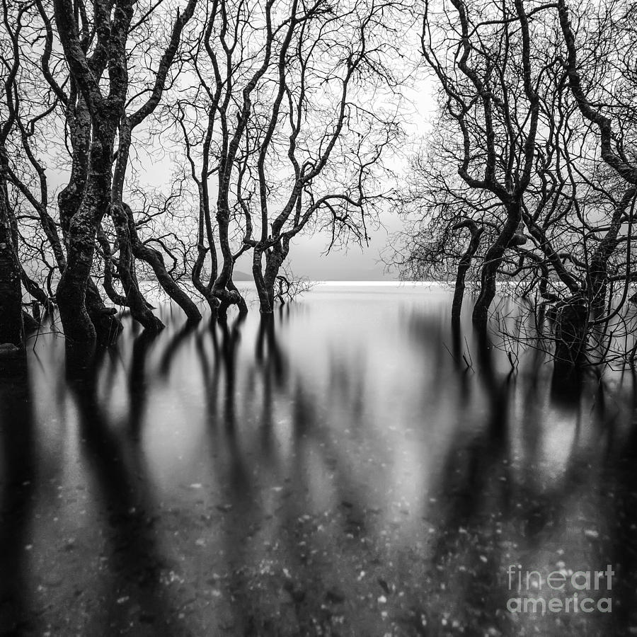 Tree Photograph - Submerging Trees by John Farnan