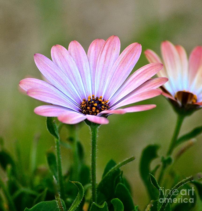 Pink Glow Photograph by Cindy Nearing