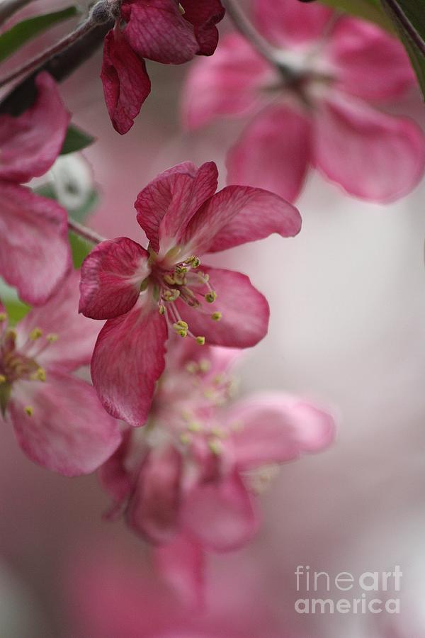 Subtle Blooms Photograph by Veronica Batterson