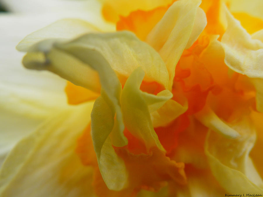 Subtle Daffodil Photograph by Kimmary MacLean