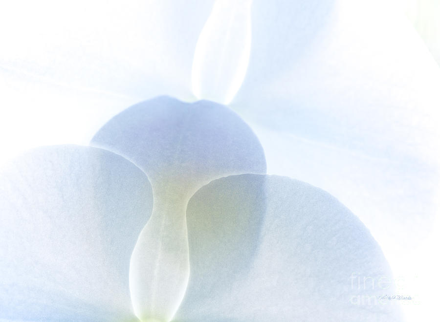 Orchid Photograph - Subtle Symphony by Michelle Constantine