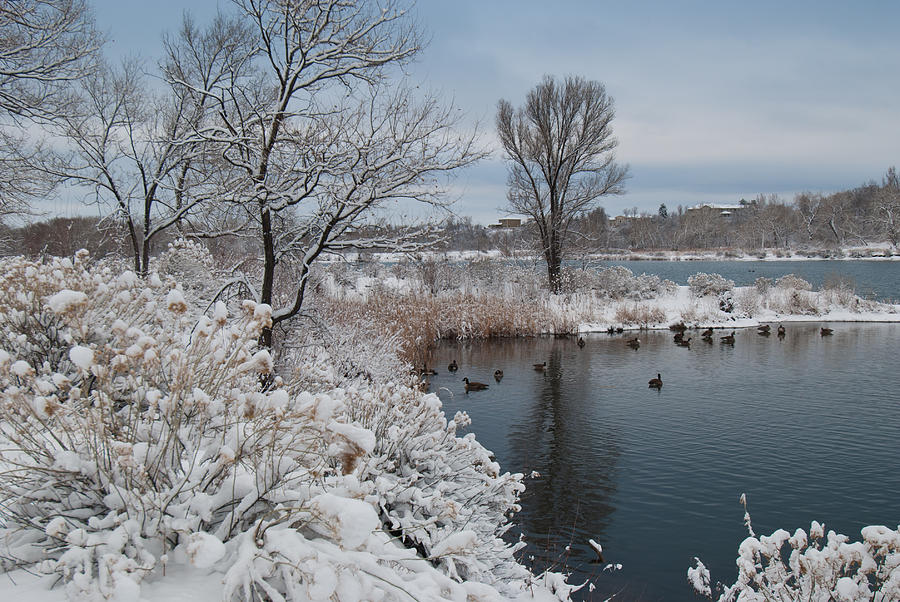 Suburban Colorado Winter Landscape Photograph by Cascade Colors