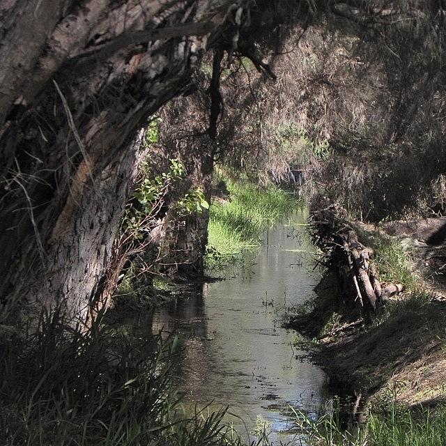 Nature Photograph - Suburban Stream #stream #perth by Kristie Brown