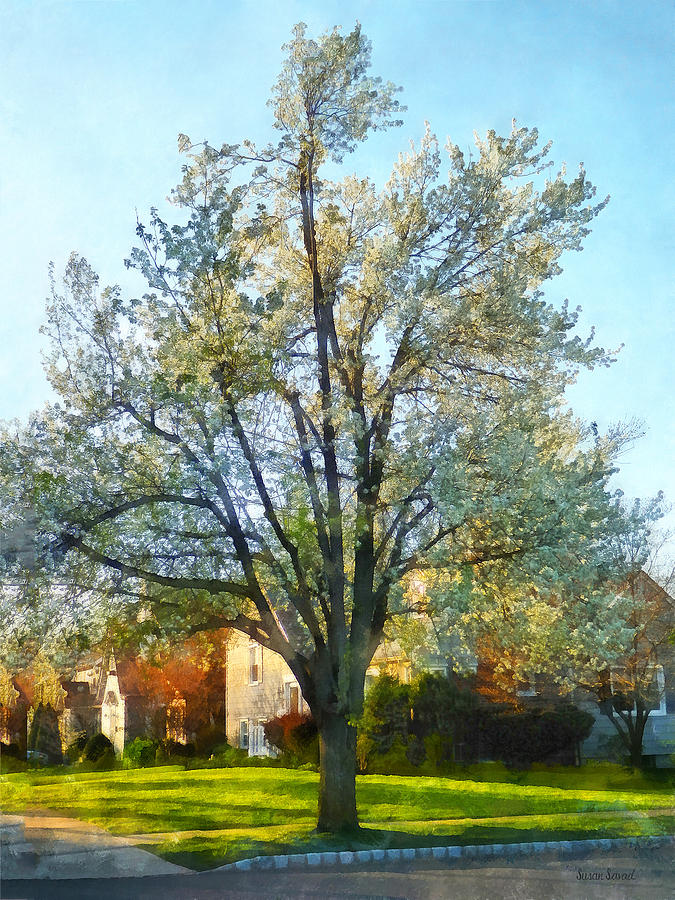 Spring Photograph - Suburbs - Late Afternoon in Spring by Susan Savad