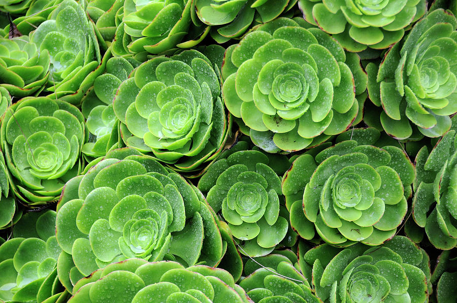 Succulant Plant Attermas Papallacta Photograph by Christian Heeb