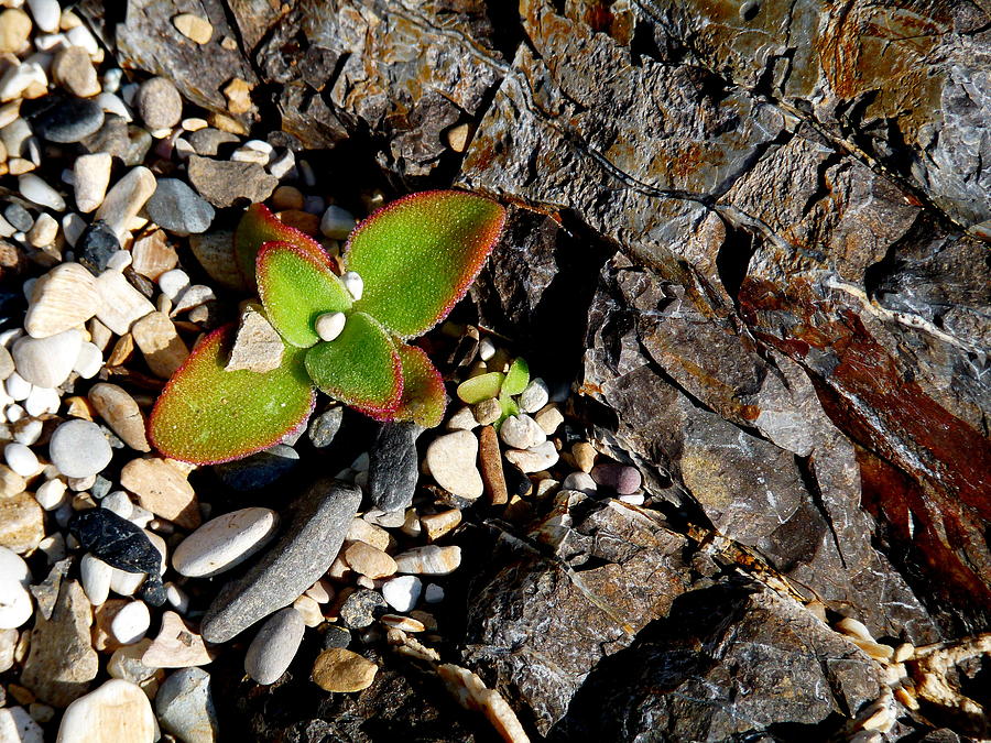 Succulent and Rock Photograph by Jeff Lowe