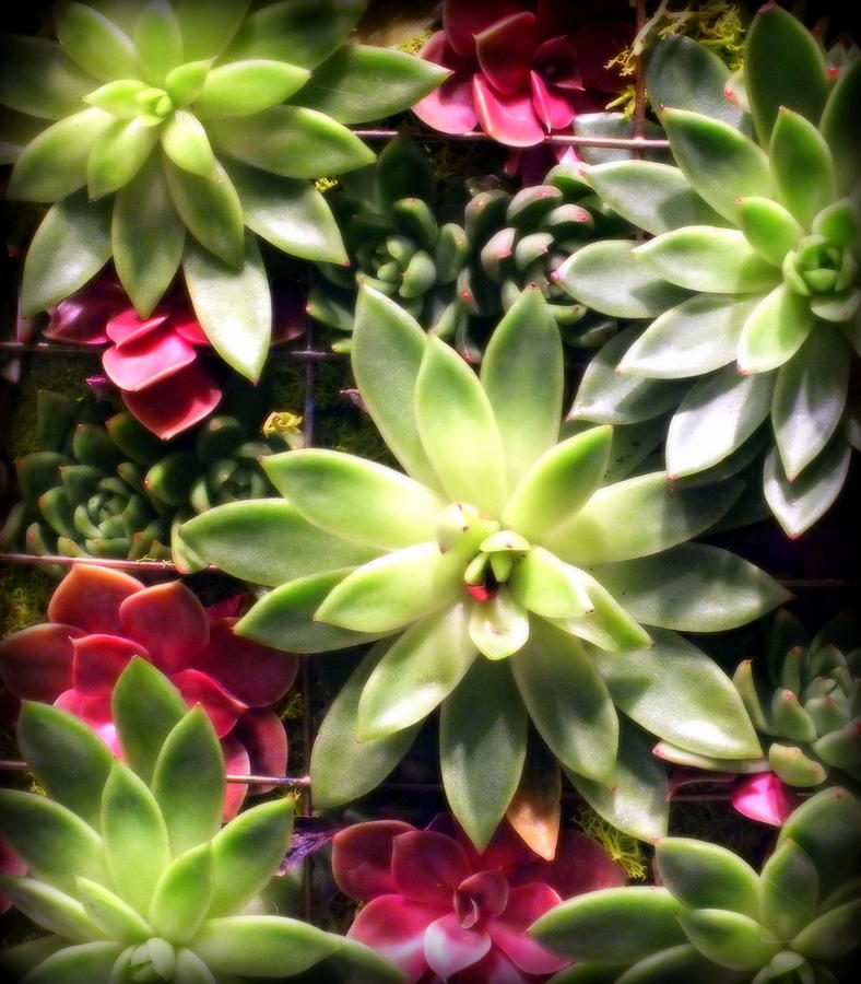 Flower Photograph - Succulent Beauties by Karen Wiles