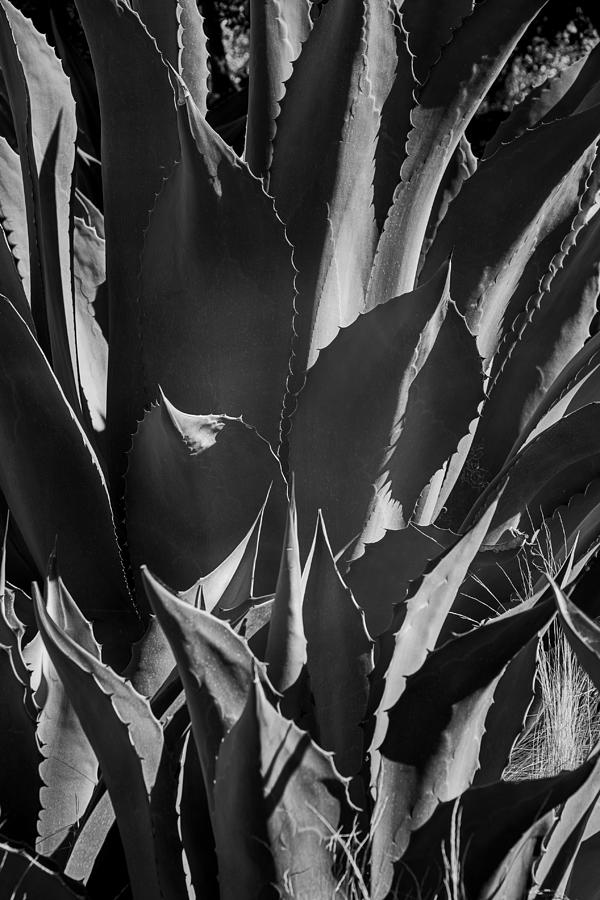 Garden Photograph - Succulent Black and White by Garry Gay