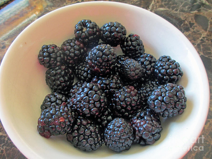 Succulent Blackberries  Photograph by Kay Novy