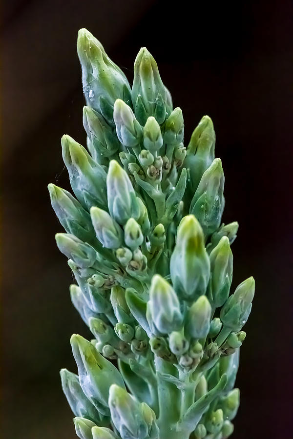 Succulent Bloom Photograph by David Morefield
