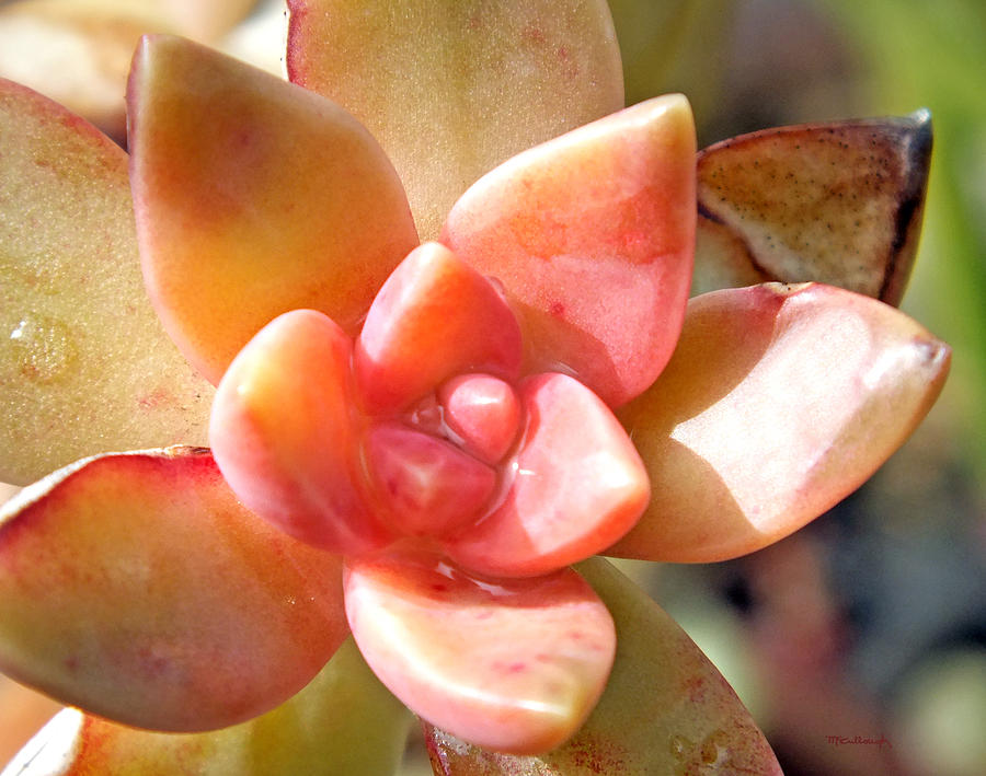 Succulent Blossom Upclose Photograph by Duane McCullough