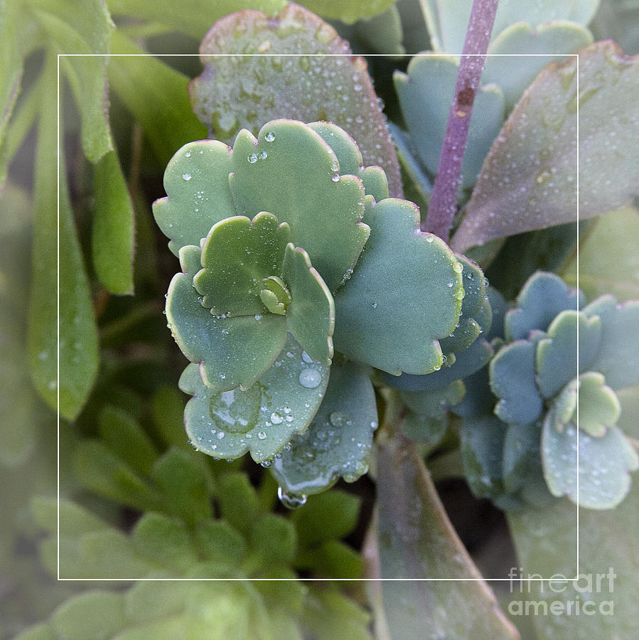 Succulent Blue Green Flower Leaflet With Water Drops Photograph by Jerry Cowart