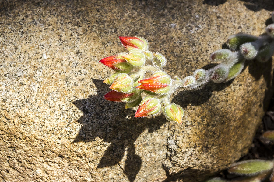Succulent Buds Digital Art by Photographic Art by Russel Ray Photos