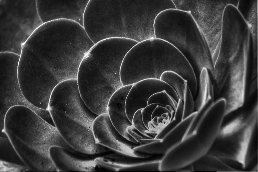 Succulent BW Photograph by Morgan Wright