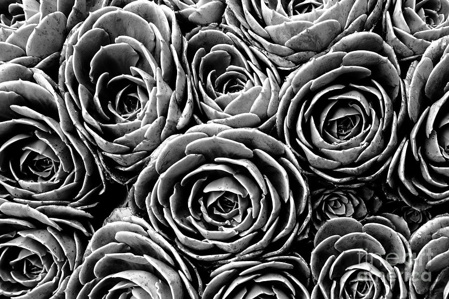 Succulent Circles Photograph by James Brunker