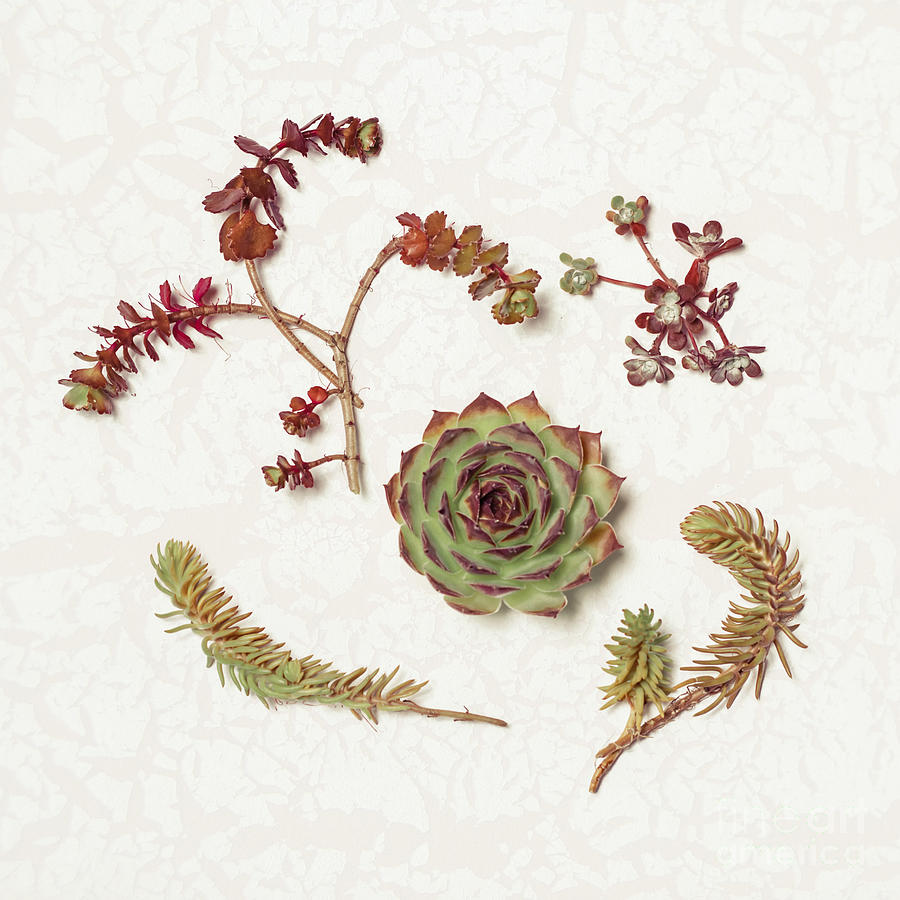 Succulent Photograph - Succulent Collection by Lucid Mood